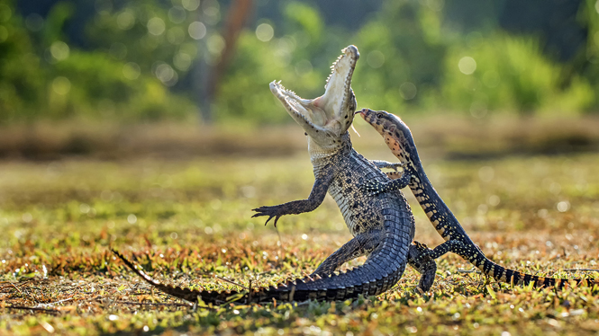 © Hendy Hendy Mp, Indonesia, Entry, Open, Nature & Wildlife, 2016 Sony World Photography Awards