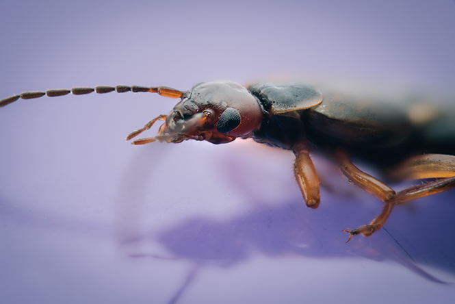 European Earwig