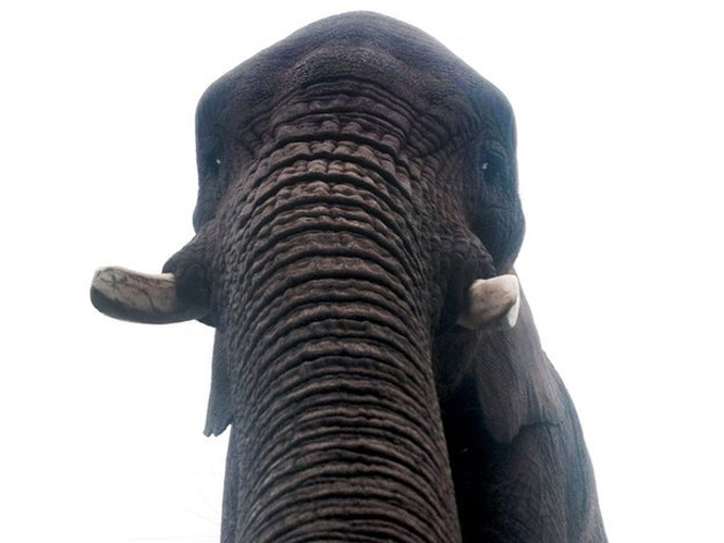 Η πρώτη selfie από ελέφαντα είναι γεγονός και έγινε με προβοσκίδα