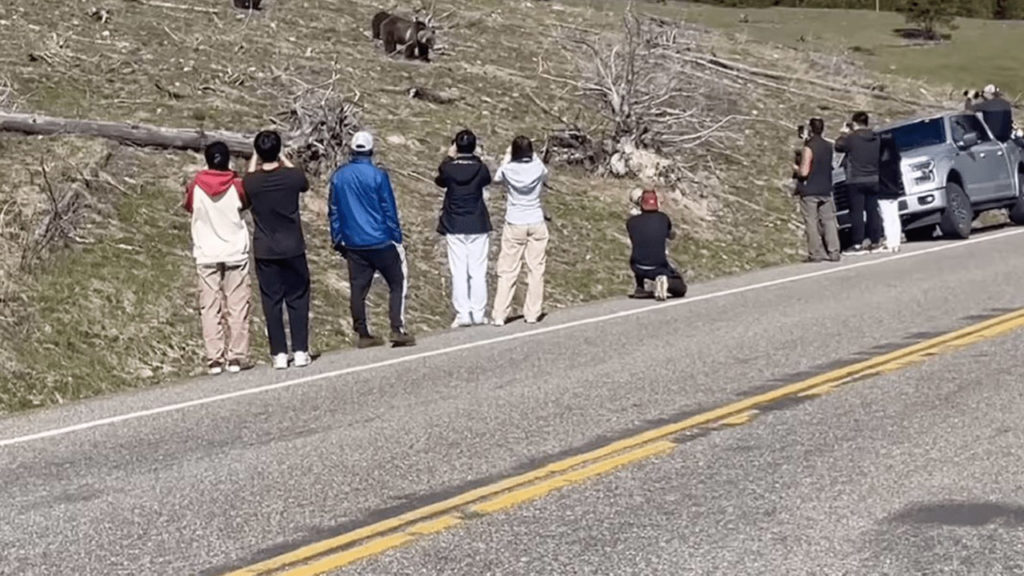 Yellowstone: Τουρίστες πλησιάζουν επικίνδυνα κοντά άγρια ζώα για μία φωτογραφία!