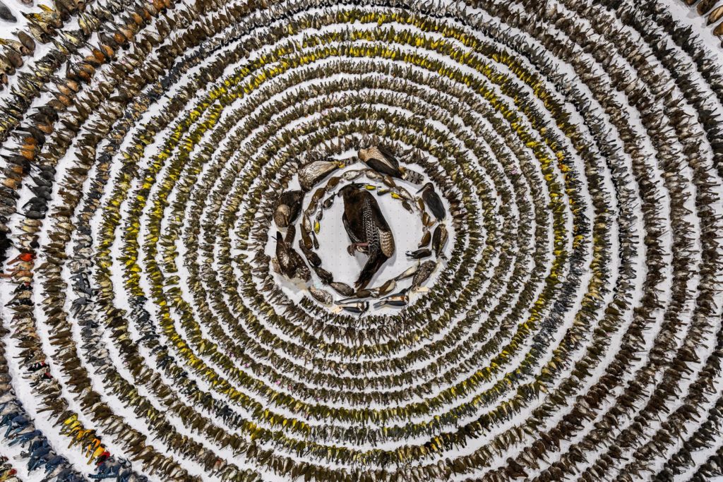 Bird Photographer of the Year 2024: Συγκλονιστική Φωτογραφία 4.000 Νεκρών Πουλιών από Συγκρούσεις με Παράθυρα Κερδίζει το Μεγάλο Βραβείο!