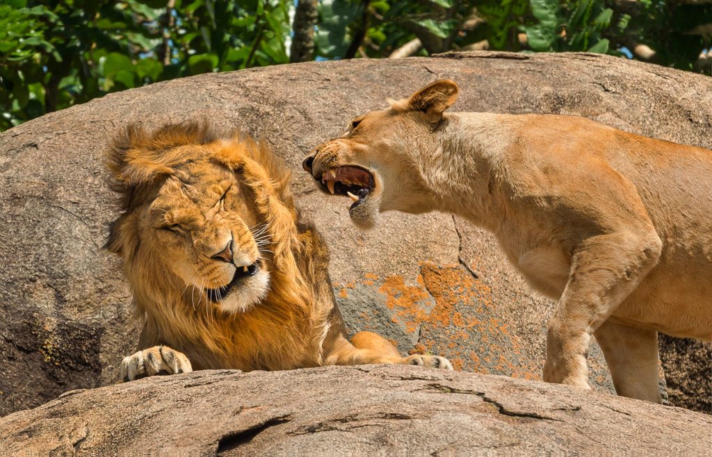 Οι φιναλίστ για τα Nikon Comedy Wildlife Awards 2024: Γέλιο, Ταλέντο και Διατήρηση Άγριας Ζωής!